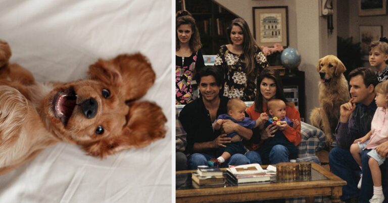 Choose Animals And See Which TV Family Would Adopt You
