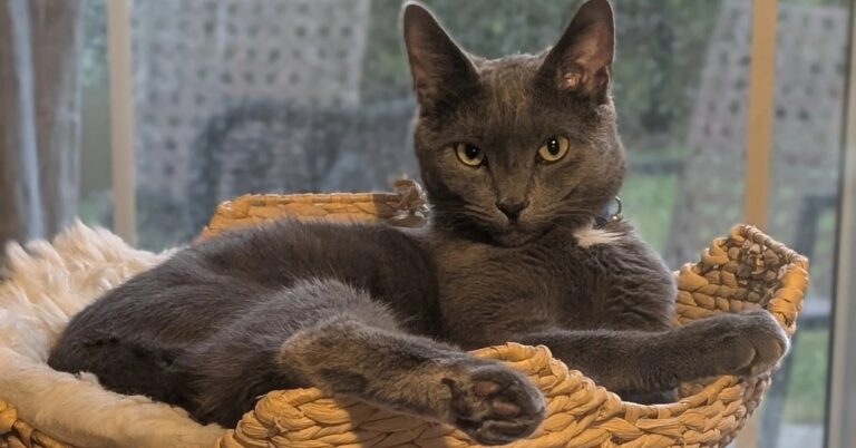 I Regret To Inform You That Carrie Bradshaw’s Cat Tree Is Worth The Splurge