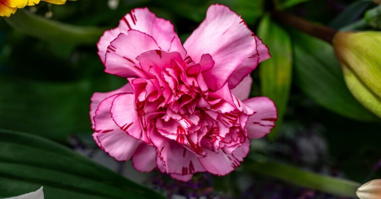 Pick Some Food And Reveal What Flower You Are