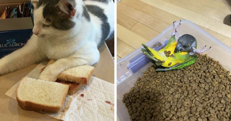73 Chaotic Pets Who Decided To Be A Menace Just Because They Can