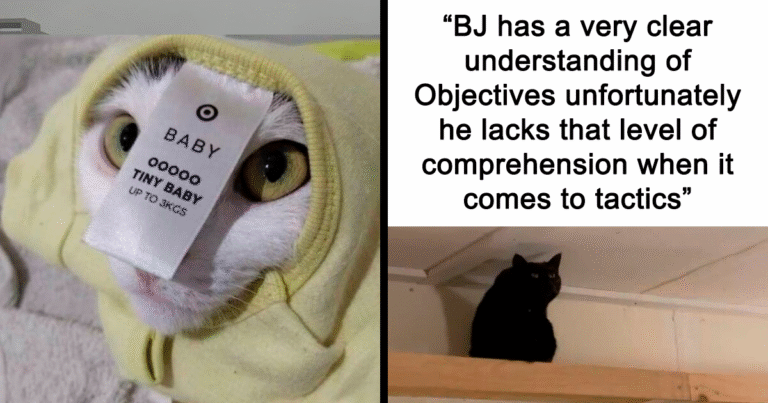 135 Cute And Funny Cat Memes That Are Way Cheaper Than Therapy