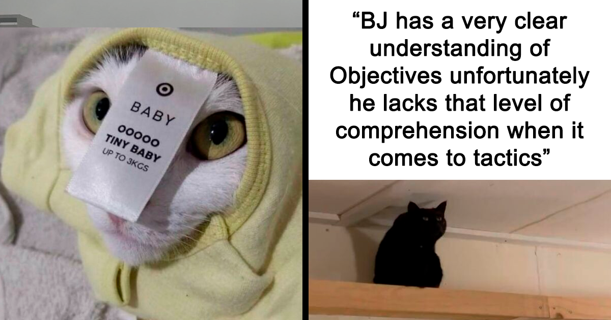 135 Cute And Funny Cat Memes That Are Way Cheaper Than Therapy