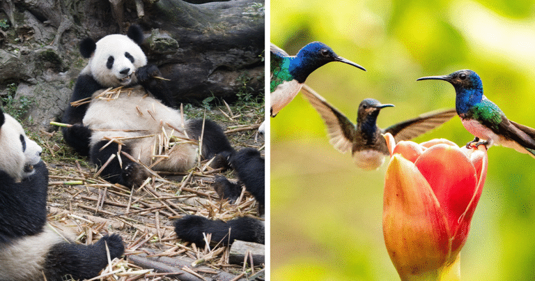 “A Conspiracy”: 50 Of The Funniest Names For Groups Of Animals That Are Totally Real