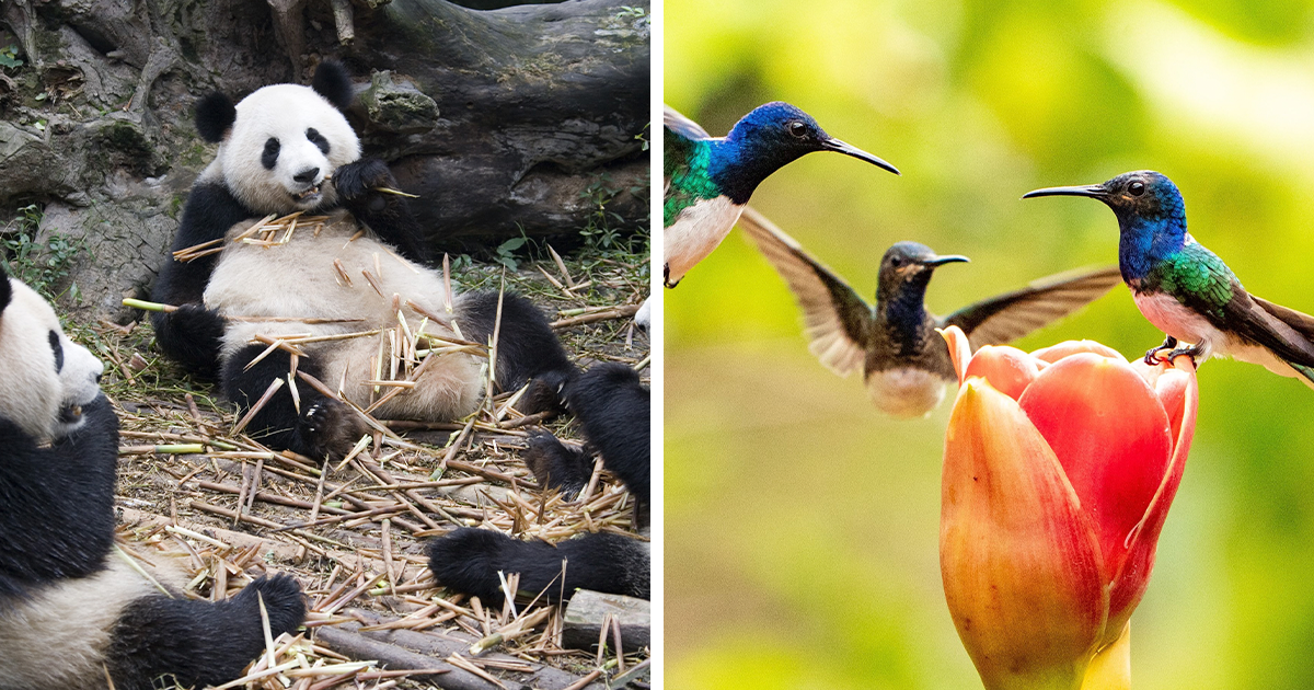“A Conspiracy”: 50 Of The Funniest Names For Groups Of Animals That Are Totally Real
