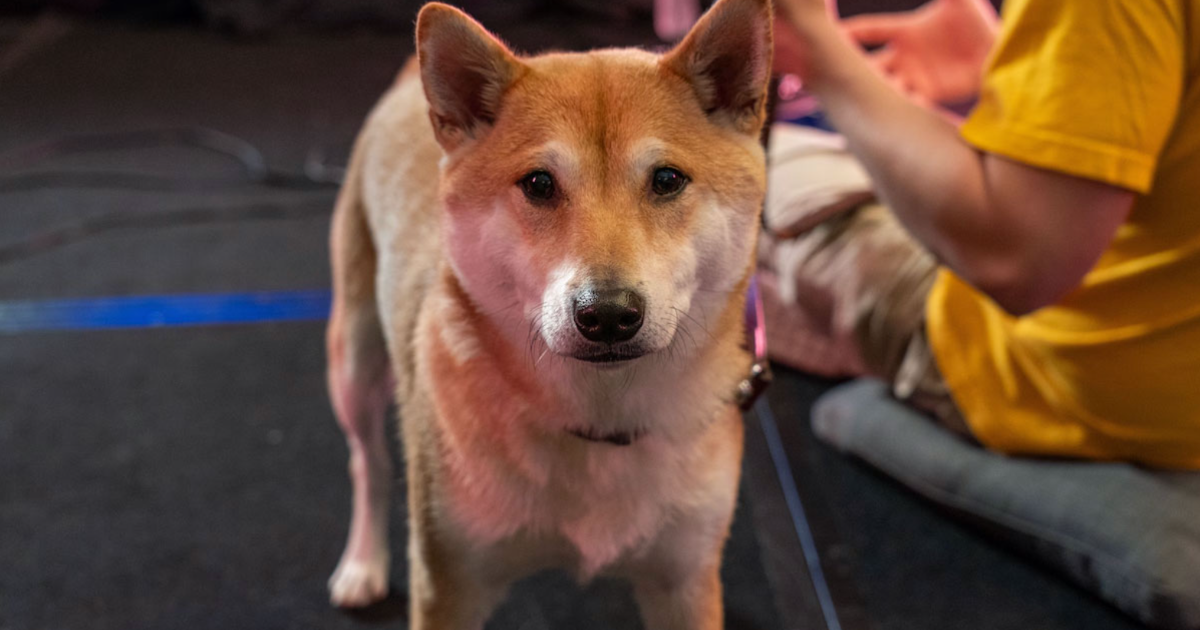 97 Fascinating Historical Photos That Might Change Your Perspective On Pets