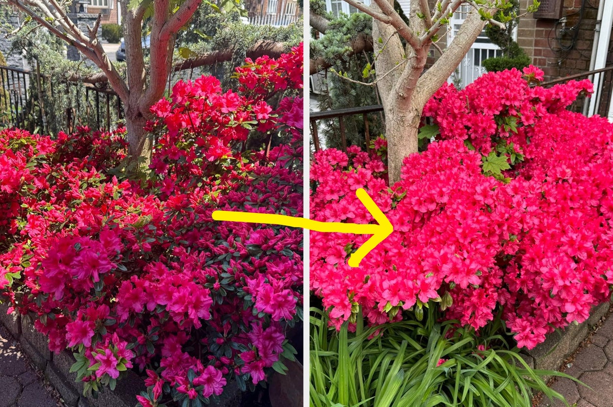 26 Products That Helped Reviewers Transform Their Gardening Skills (and We Have The Pics To Prove It)