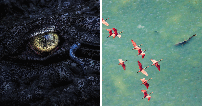 Spectacular Images Of The 2025 Mangrove Photography Awards (42 Pics)