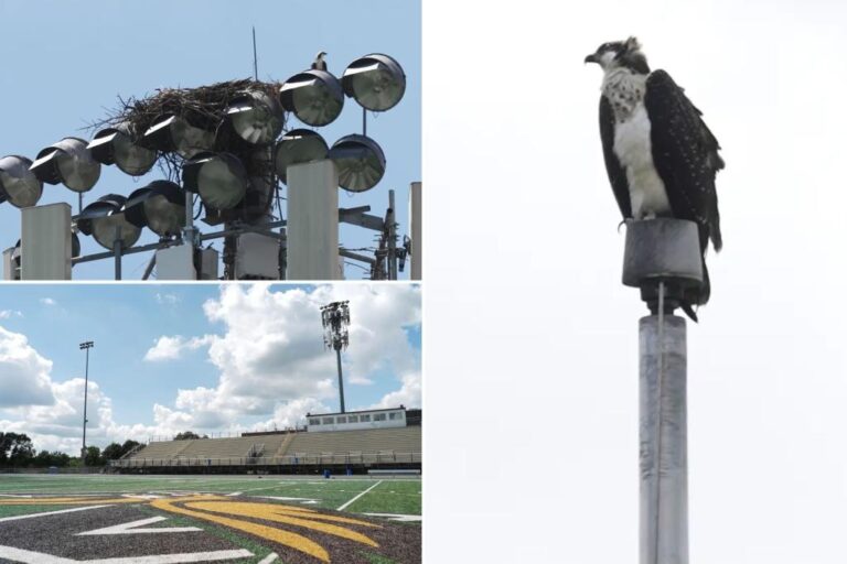 Federally protected birds force Minnesota high school football team to rearrange schedule