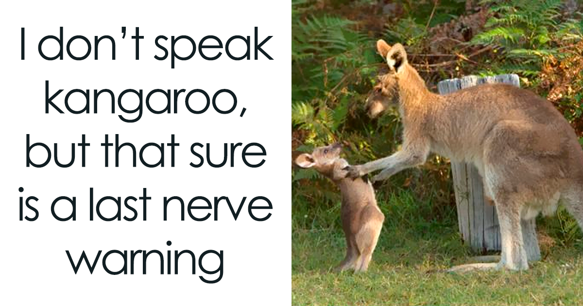 62 Funny And Relatable Animal Memes To Instantly Improve Your Mood