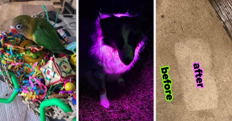 32 Hard-Working Pet Products That Deserve A Promotion