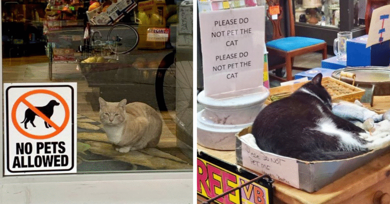 39 Cute Photos Of Bodega Cats That Feel Like Masters Of The Shops (New Pics)