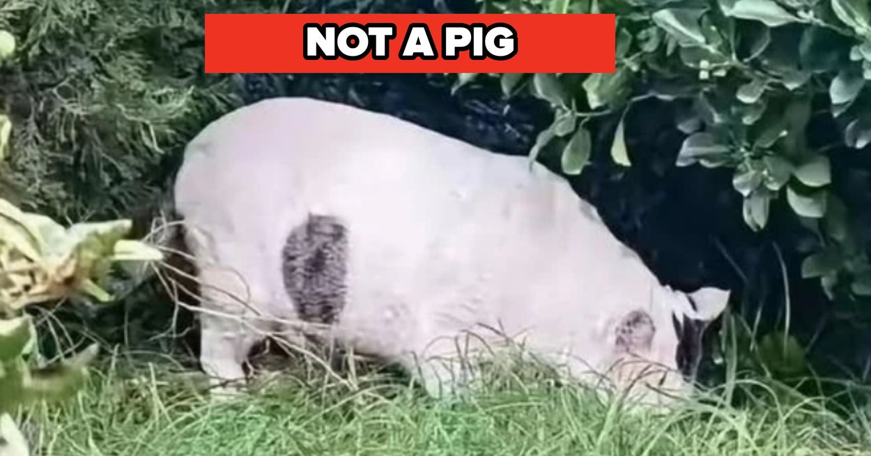 September's Most Bizarre Photos That Shocked The Web