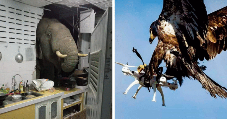 This Page Collects Photos Of ‘Animals With Threatening Auras’ (36 Pics)