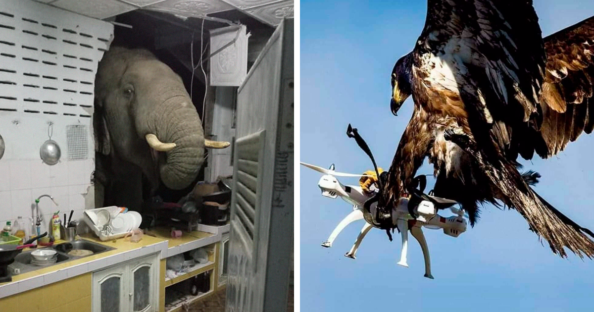 This Page Collects Photos Of ‘Animals With Threatening Auras’ (36 Pics)