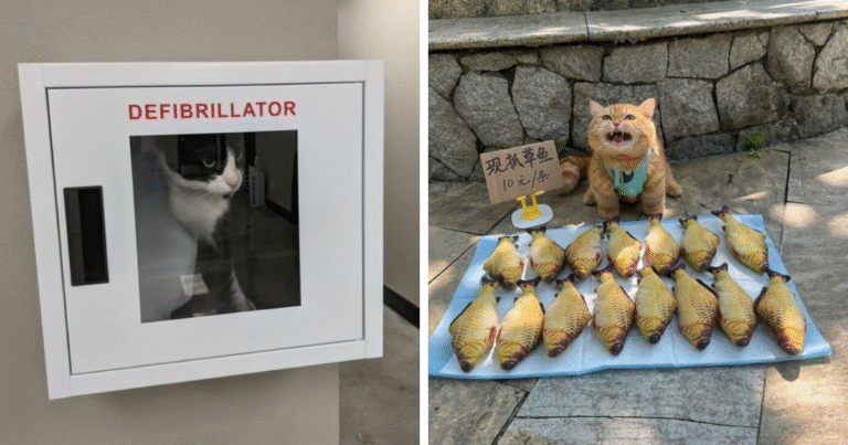 141 Of The Most Adorable Cats That Need A Raise For Their Top-Tier Work (New Pics)