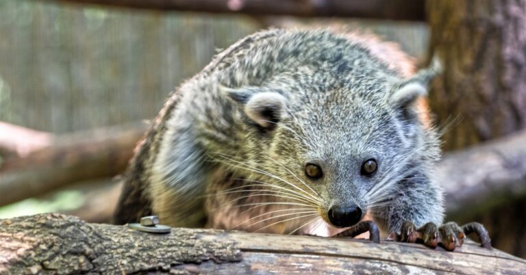 I Can't Believe You Would Scroll By Without Seeing Pictures Of My New Favorite Animal