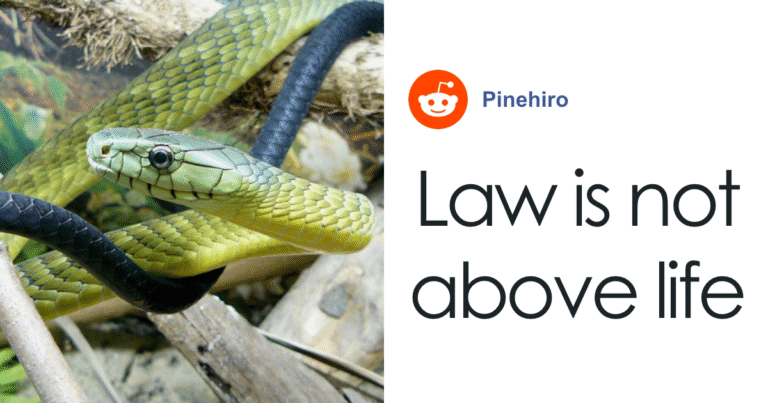 “Hearing Instead Of A Medal”: Paramedics Face Losing License For Saving Snakebite Victim With Antidote