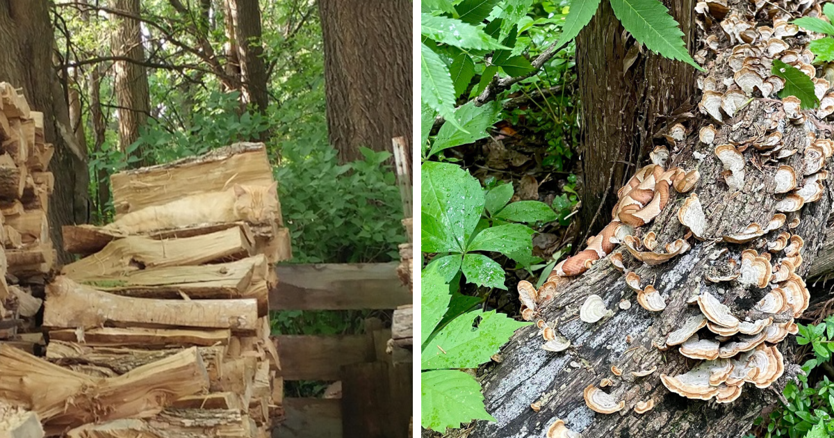 66 Things That Matched Their Surroundings So Well, People Had To Do A Double Take (New Pics)