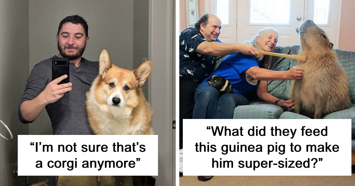 “What Did They Feed This Guinea Pig?”: 48 Oversized Animals That Have No Business Being This Big