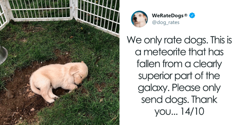 49 Times People Asked To Rate Their Dogs And Got Hilariously Wholesome Results