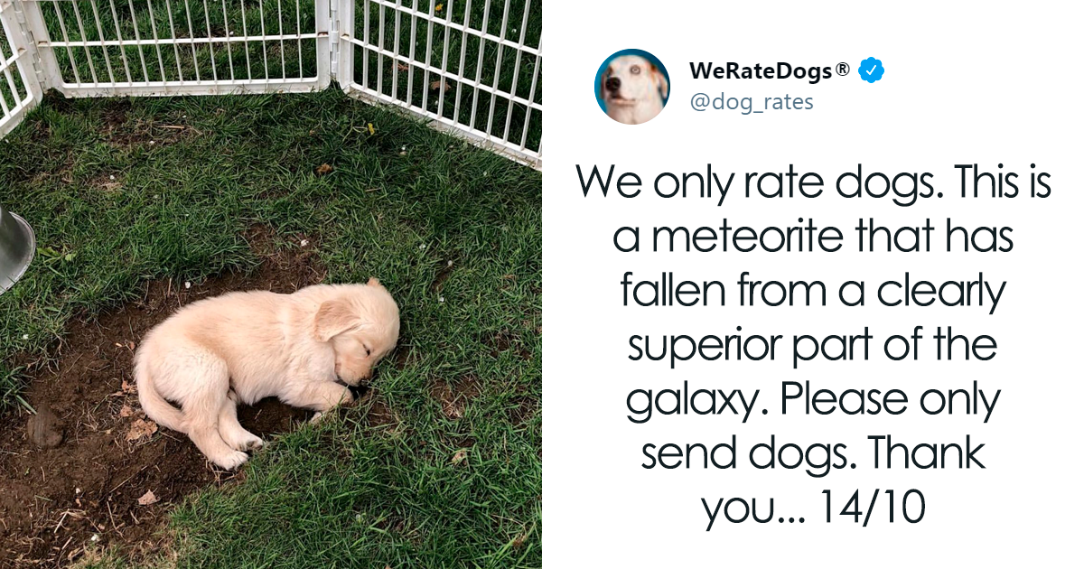 49 Times People Asked To Rate Their Dogs And Got Hilariously Wholesome Results