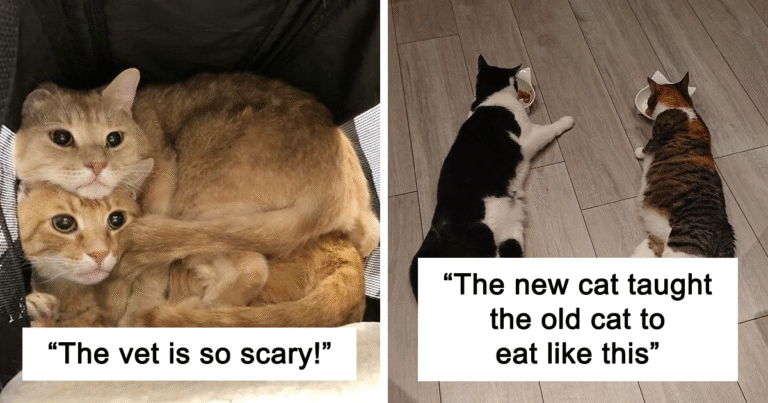 49 Pics That Are Proof Two Cats Are Better Than One