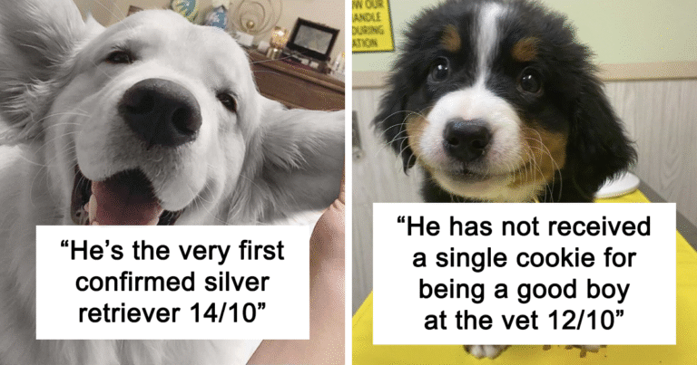 This Twitter Account Rates People’s Dogs And It’s Hilarious (45 New Pics)