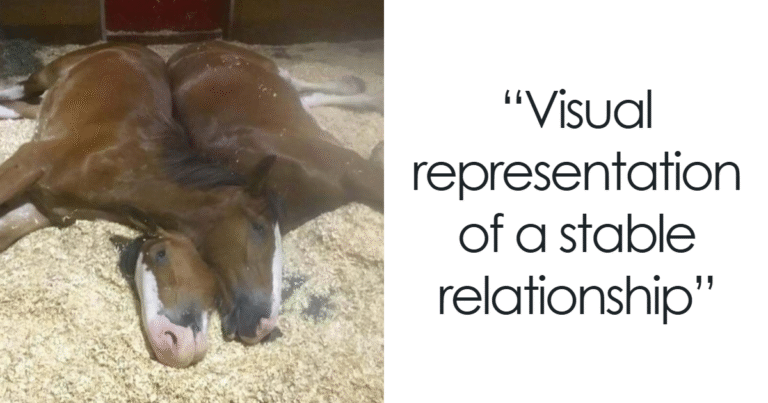 64 Hilarious Animal Memes That Might Make Your Day At Least Slightly Better