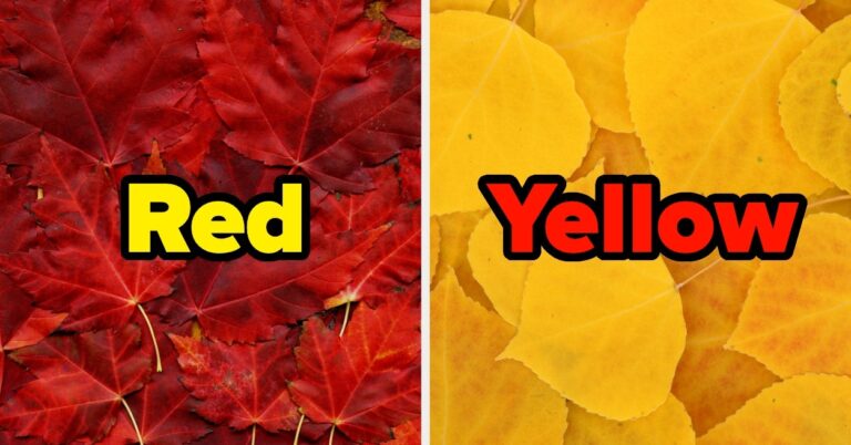 Make Some Choices And I'll Tell You Which Fall Leaves Represent Your Personality