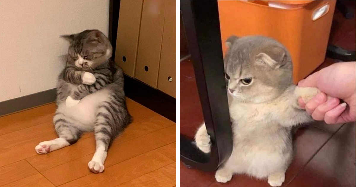 50 Times Cats Acted So Goofy, Their Owners Thought They Were Broken, As Shared By The ‘Cat Virus.Exe’ Page (New Pics)