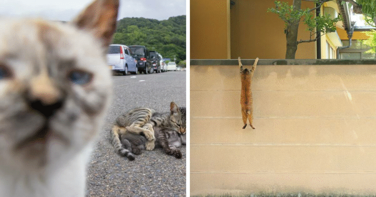 30 Entertaining Cat Pictures Captured By Masayuki Oki