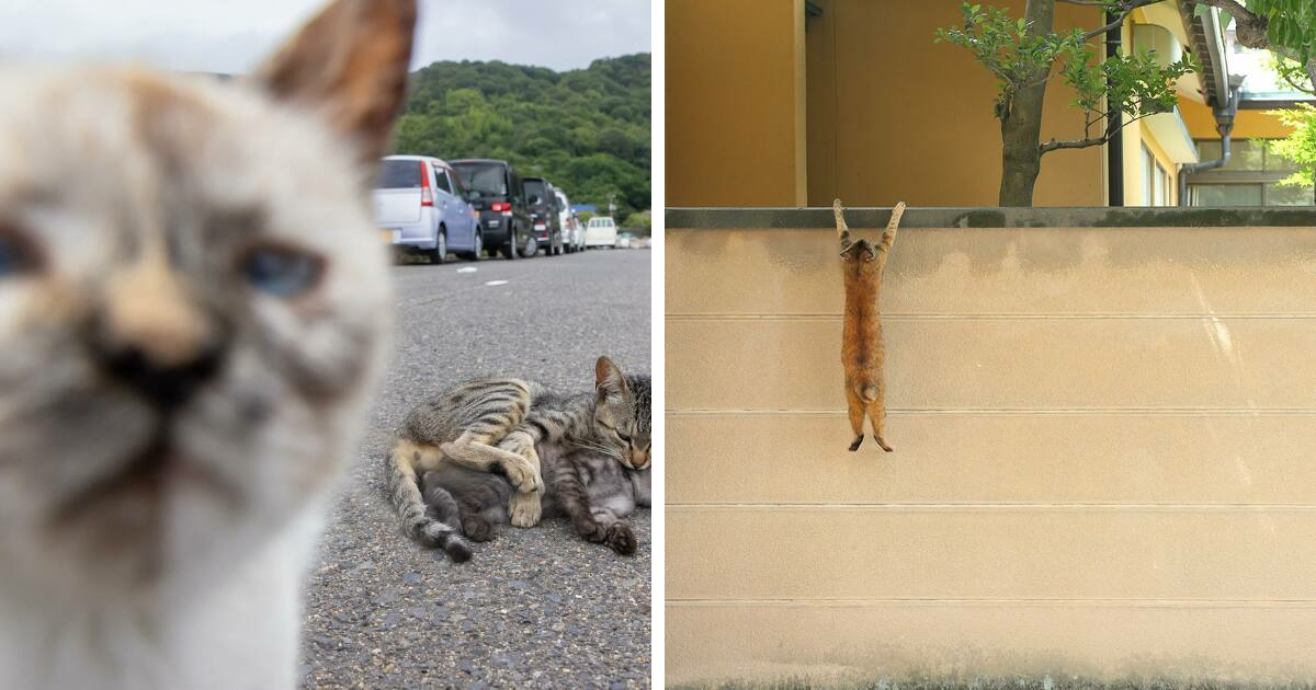 30 Entertaining Cat Pictures Captured By Masayuki Oki