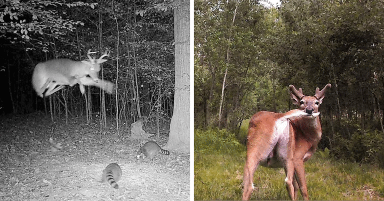51 Wild Animals Captured Being Funny When They Didn’t Know They Were Being Recorded