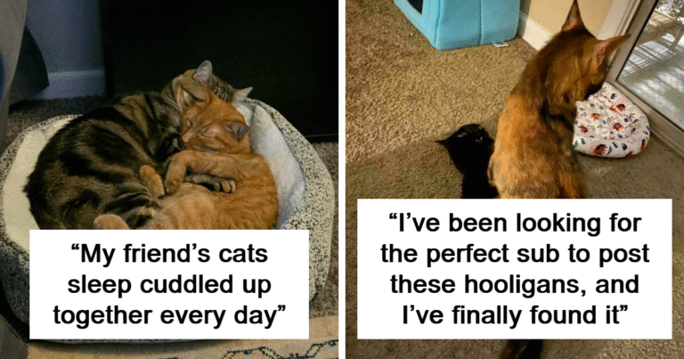 47 ‘Cats On Cats’ Images That Are Literally Cuteness Overload
