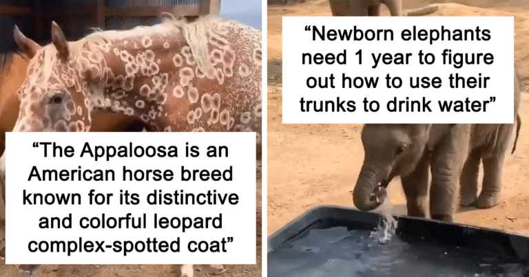 40 Lesser-Known Facts About Animals That Made People Say ‘Aww’ (New Pics)