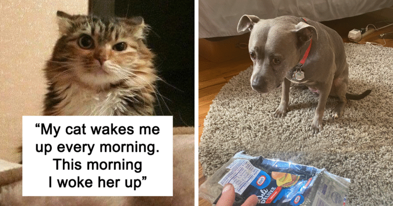 45 Hilariously Spot-On Tweets About Life With Cats And Dogs