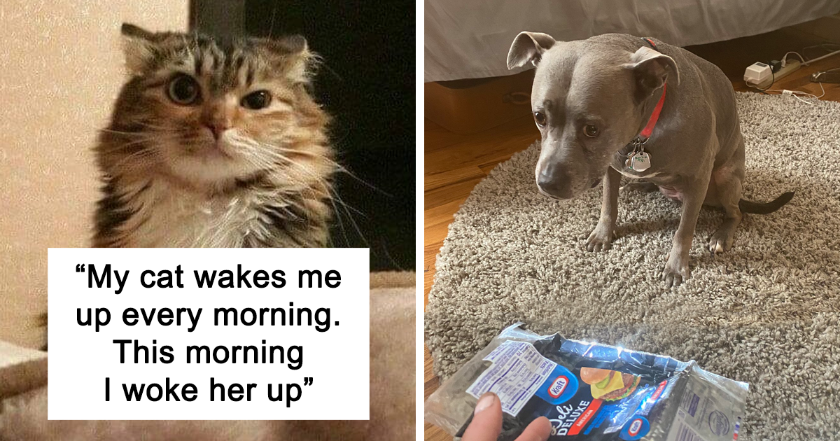 45 Hilariously Spot-On Tweets About Life With Cats And Dogs