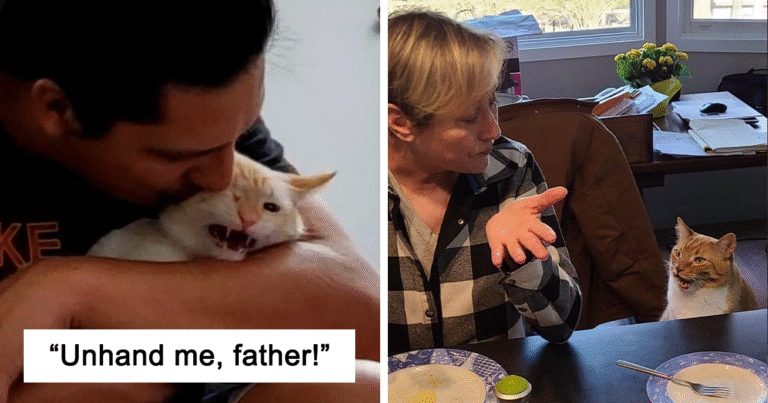 People Are Posting Pics Of Cats Radiating Powerful Meow Energy In This Group That Has Over 590k Members, And Here Are 49 Of The Best Pics (New Pics)