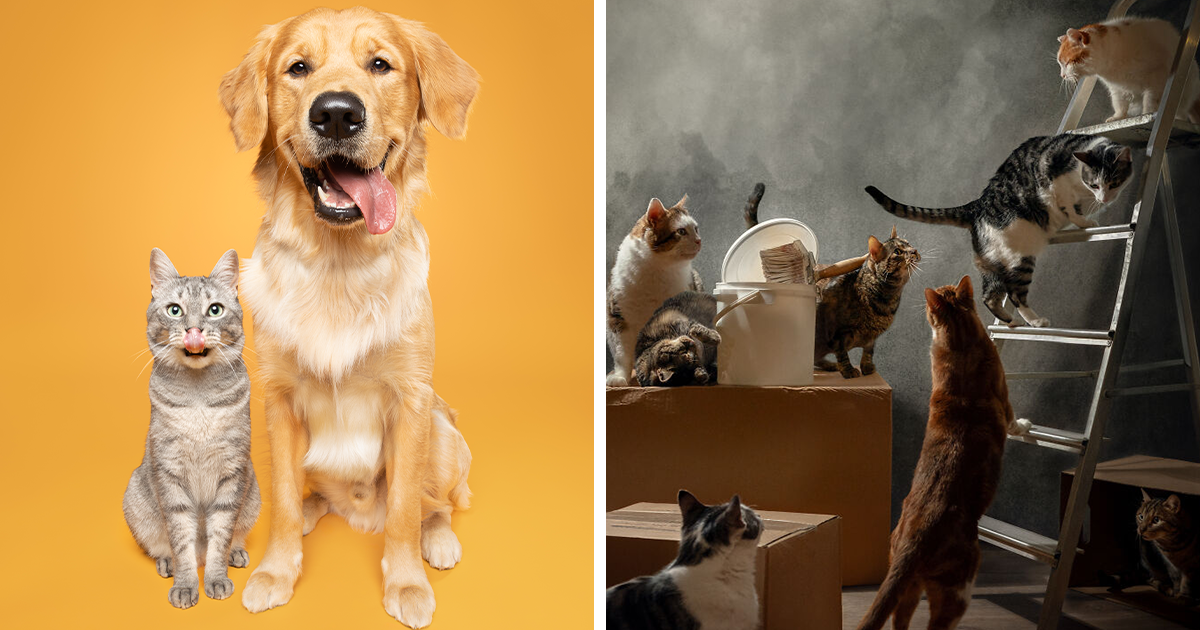44 Heartwarming And Creative Pet Photos That Won At The 2025 International Pet Photography Awards
