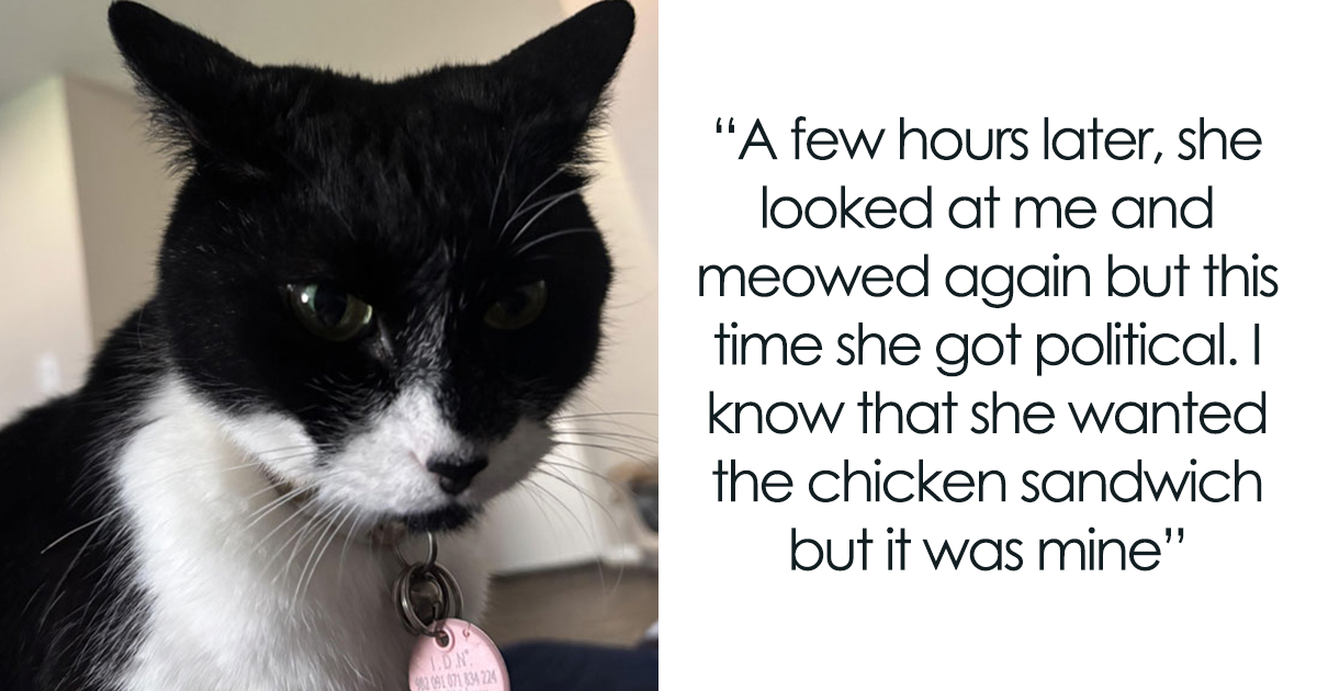 “She Got Political”: Woman Refuses To Share Her Chicken Sandwich With Her Cat, Wonders If She’s The Jerk