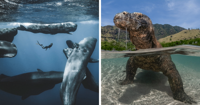 76 Stunning Images From The 2025 Ocean Photographer Of The Year Awards