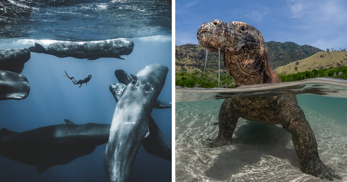 76 Stunning Images From The 2025 Ocean Photographer Of The Year Awards