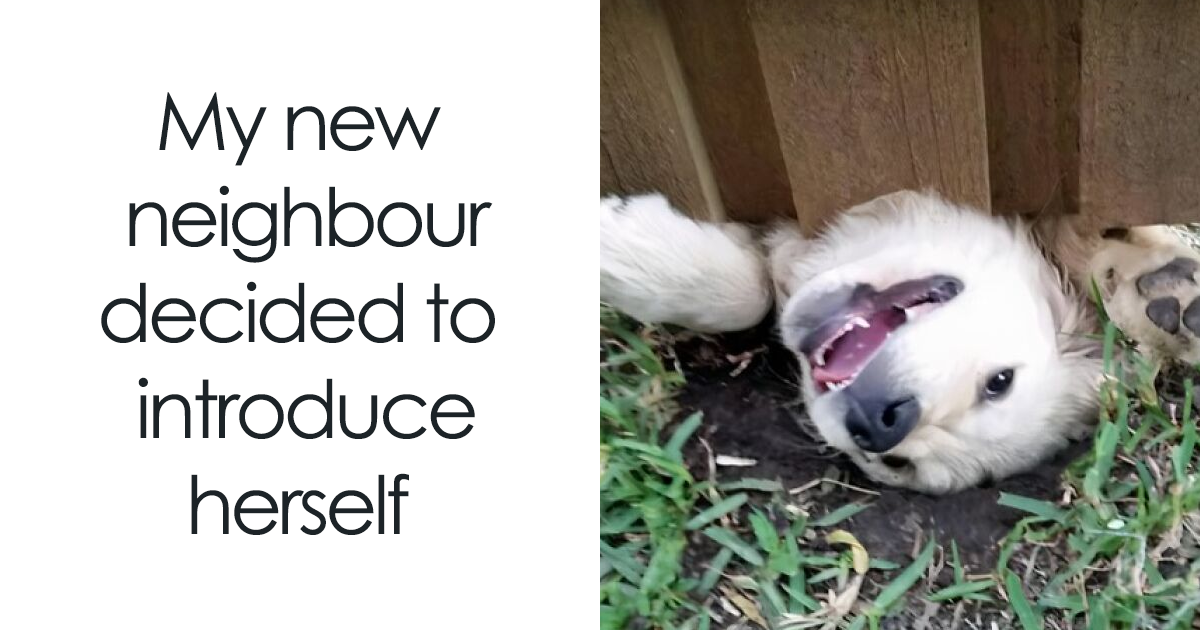 “Pets Are Love”: 80 Adorable And Funny Memes All About Our Furry Companions