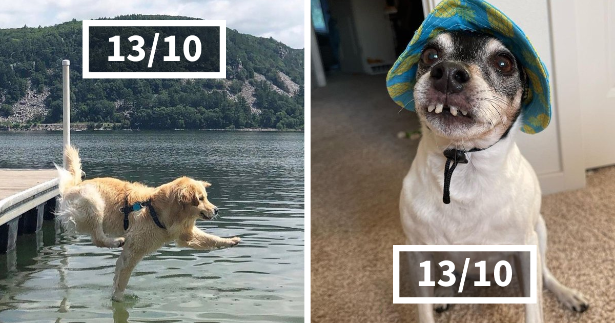 49 “Professional Dog Ratings” That Got The Best Of The Best Puppers Featured On This X Page