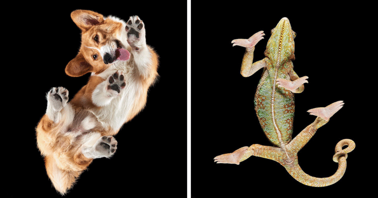 “Underlook” Project: Photographer Captures Cats, Dogs, Horses And More From Underneath (44 Pics)