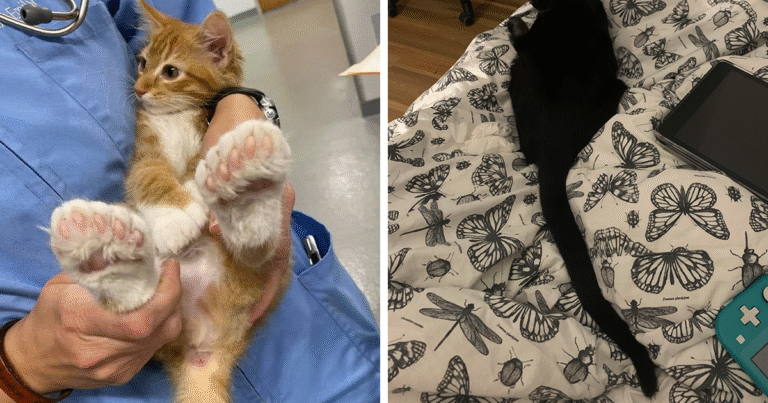 50 Pics Of Unusual-Looking Pets Who Won The Random Card In The Genetic Lottery