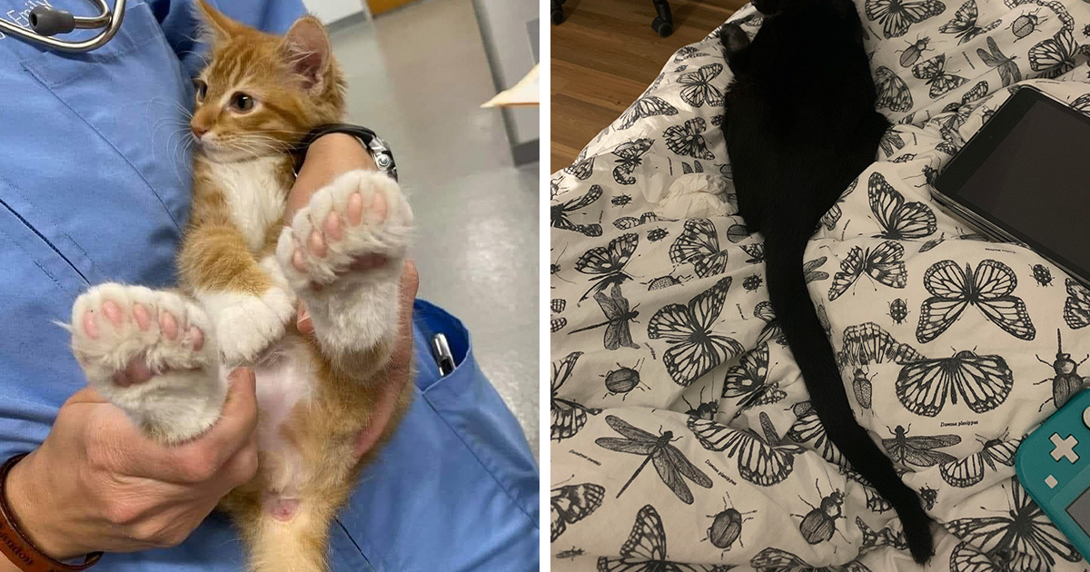 50 Pics Of Unusual-Looking Pets Who Won The Random Card In The Genetic Lottery