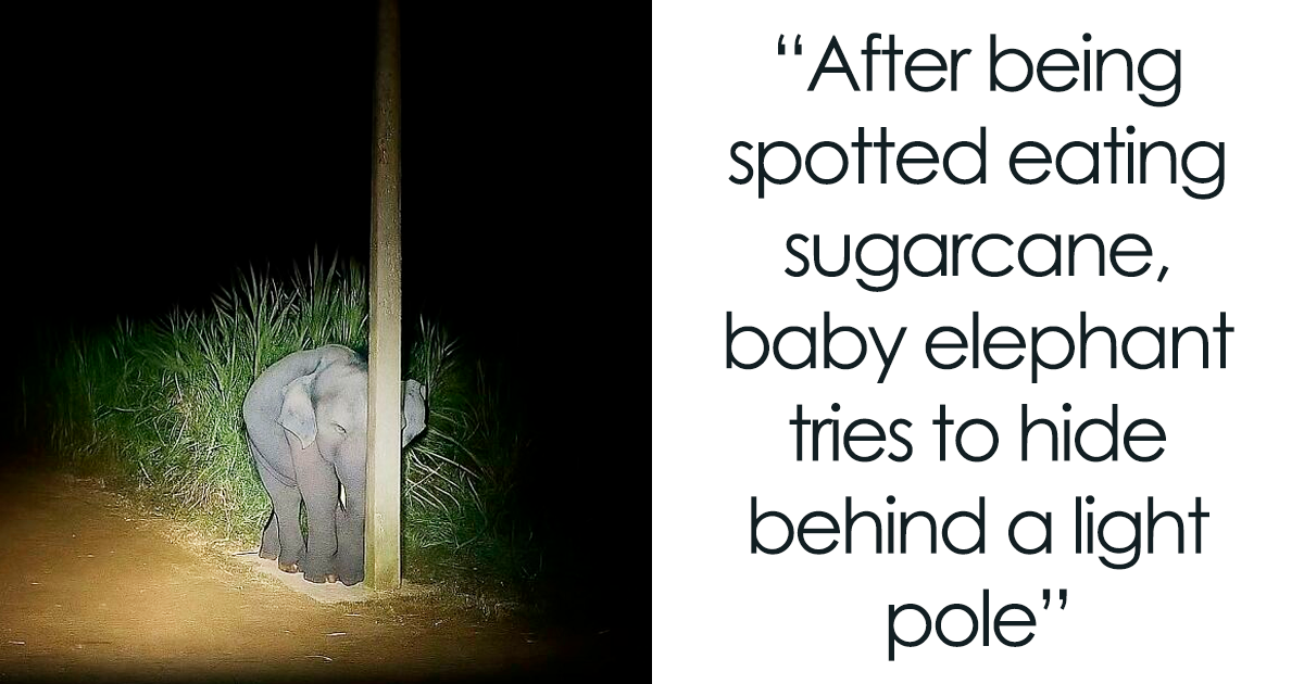 65 Heartwarming Stories That Might Make Your Day Feel A Little Bit Better