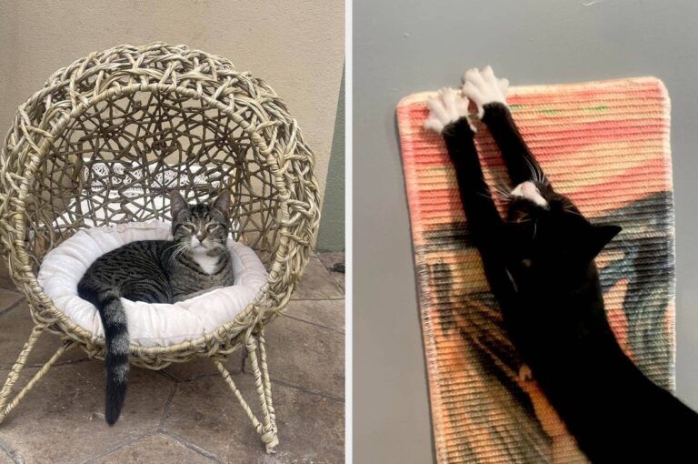Owning A Cat Is Expensive, So Rest Assured These 26 Useful Products Are Worth Every Penny