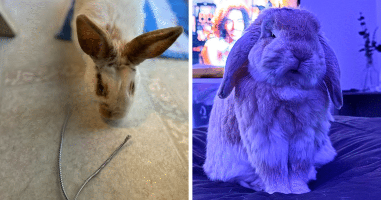 88 Hilarious Posts By Rabbit Owners Exposing These Deceptive Fluffballs (New Pics)